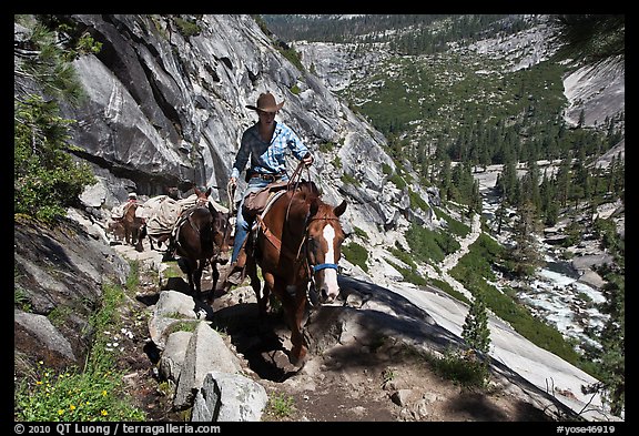 Woman leading horse pack train on trail, Upper Merced River Canyon. Yosemite National Park, California, USA.