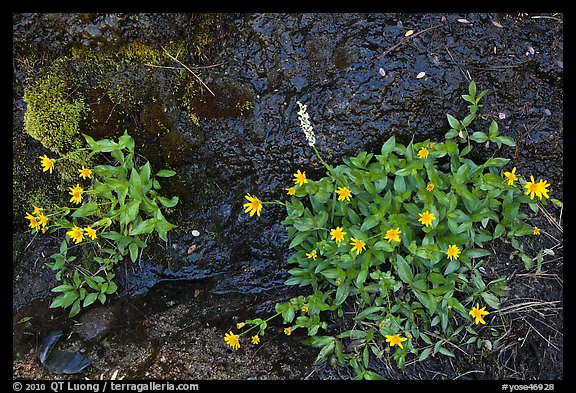 Picture/Photo: Yellow wildflowers. Yosemite National Park