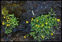 Yellow wildflowers. Yosemite National Park, California, USA.