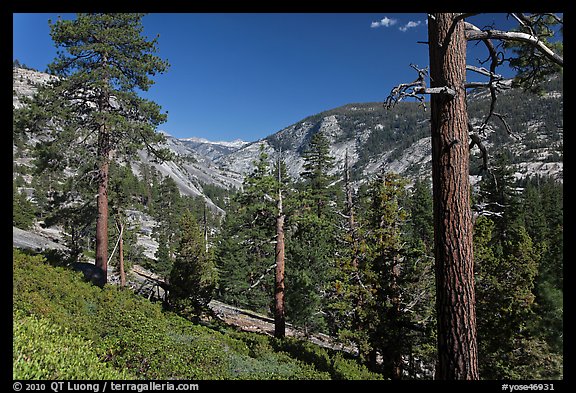 Above Echo Creek. Yosemite National Park (color)