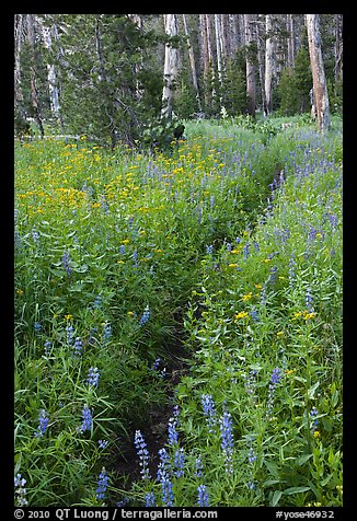 Dense wildflowers in forest. Yosemite National Park, California, USA.