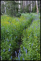 Dense wildflowers in forest. Yosemite National Park, California, USA.