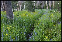 Lush wildflowers, Cathedral Fork. Yosemite National Park, California, USA. (color)