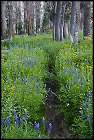 Trail through lush wildflowers. Yosemite National Park, California, USA.