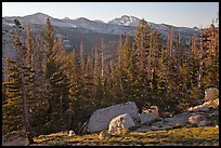 Sunrise over forest and peaks. Yosemite National Park ( color)