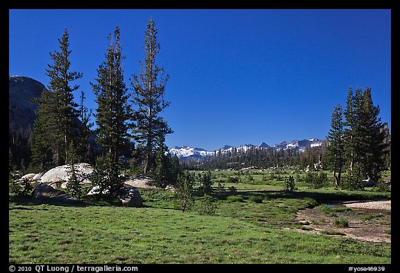 Long Meadow, morning. Yosemite National Park (color)