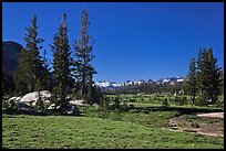 Long Meadow, morning. Yosemite National Park ( color)