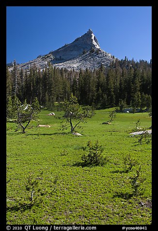 Meadow and Tressider Peak. Yosemite National Park, California, USA.