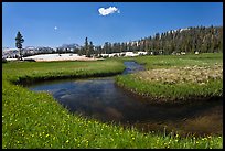 Wildflowers and stream in alpine meadow near Lower Cathedral Lake. Yosemite National Park ( color)