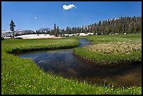 Wildflowers and stream in alpine meadow near Lower Cathedral Lake. Yosemite National Park, California, USA.