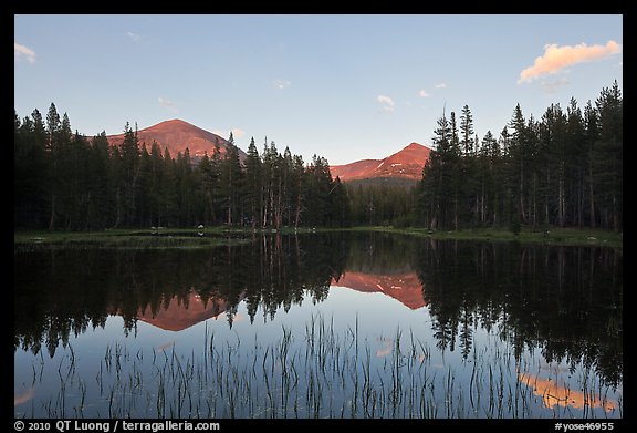 Mt Dana and Mt Gibbs reflected in tarn at sunset. Yosemite National Park, California, USA.