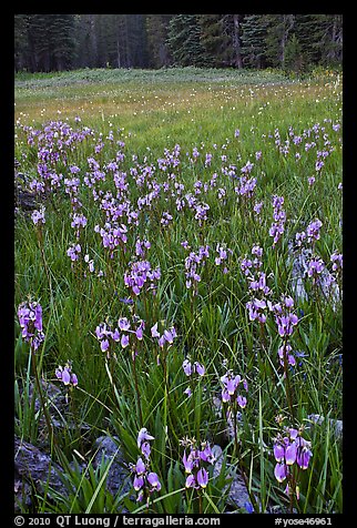 Shooting stars, Summit Meadow. Yosemite National Park (color)