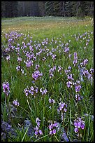 Shooting stars, Summit Meadow. Yosemite National Park ( color)