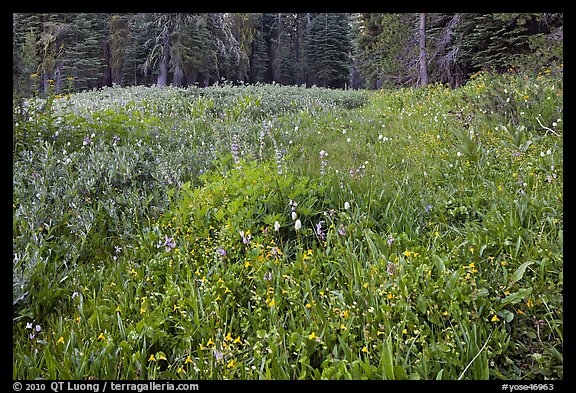 Picture/Photo: Summit Meadow with summer flowers. Yosemite National Park