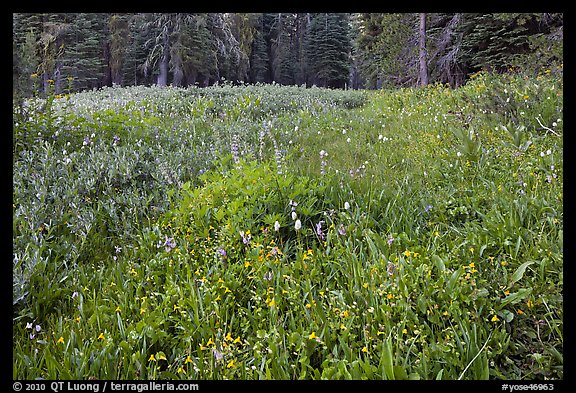 Summit Meadow with summer flowers. Yosemite National Park, California, USA.