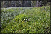 Summit Meadow with summer flowers. Yosemite National Park, California, USA.