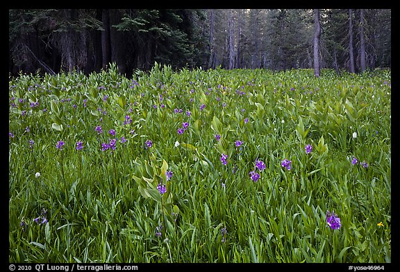Flowers and forest edge, Summit Meadows. Yosemite National Park (color)