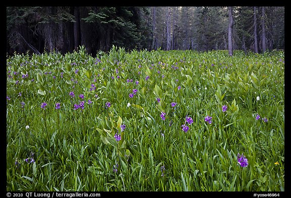 Flowers and forest edge, Summit Meadows. Yosemite National Park, California, USA.