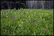 Flowers and forest edge, Summit Meadows. Yosemite National Park, California, USA. (color)