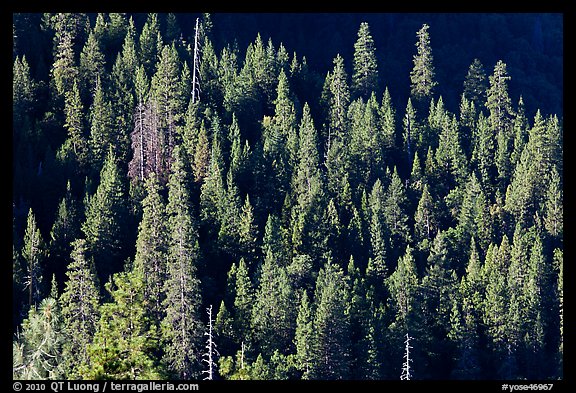 Pine trees on slope, Wawona. Yosemite National Park (color)