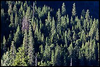 Pine trees on slope, Wawona. Yosemite National Park, California, USA.