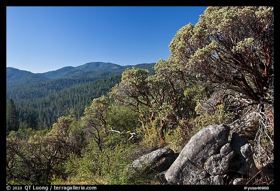 Manzanita tree on outcrop and forested hills, Wawona. Yosemite National Park, California, USA.