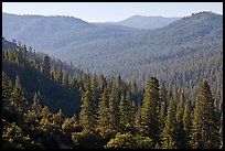 Hills covered in forest, Wawona. Yosemite National Park, California, USA.