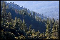 Forested slopes, Wawona. Yosemite National Park, California, USA.