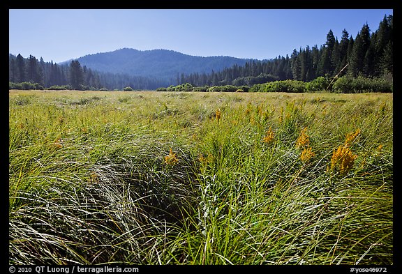 Wavona meadow in summer, morning. Yosemite National Park, California, USA.