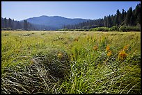 Wavona meadow in summer, morning. Yosemite National Park ( color)