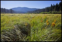 Wavona meadow in summer, morning. Yosemite National Park, California, USA.