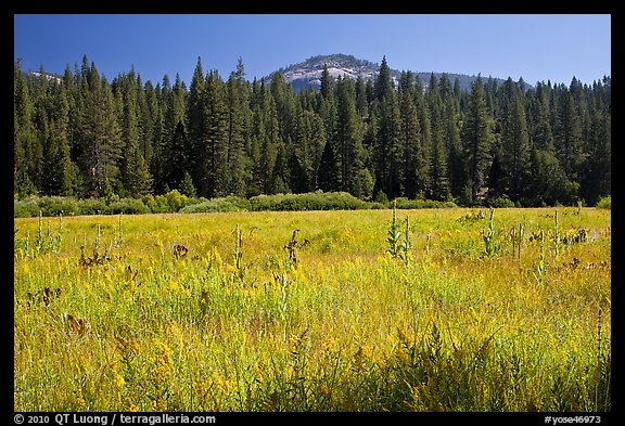 Wawona Dome viewed from Wawona meadow. Yosemite National Park, California, USA.