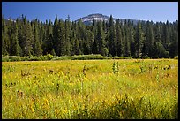 Wawona Dome viewed from Wawona meadow. Yosemite National Park, California, USA.