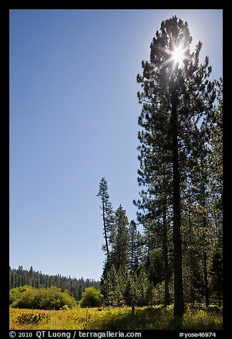 Sun through pine tree on edge of Wawona meadow. Yosemite National Park, California, USA.