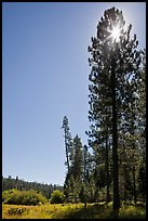 Sun through pine tree on edge of Wawona meadow. Yosemite National Park, California, USA.