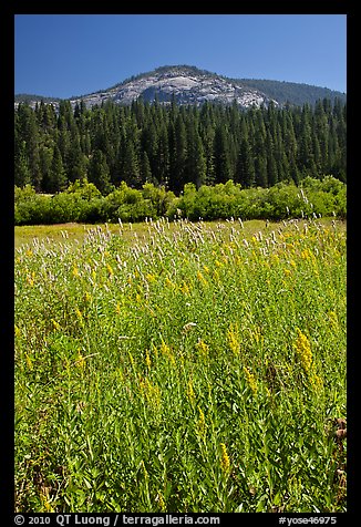 Wawona meadow, wildflowers, and Wawona Dome. Yosemite National Park (color)