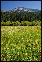Wawona meadow, wildflowers, and Wawona Dome. Yosemite National Park ( color)