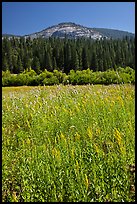 Wawona meadow, wildflowers, and Wawona Dome. Yosemite National Park, California, USA.