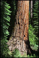 Base of Giant Sequoia tree in Mariposa Grove. Yosemite National Park, California, USA. (color)