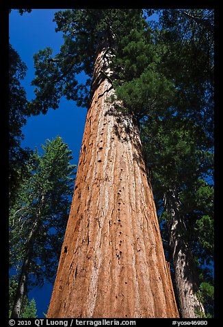 Looking up from base of Giant Sequoia tree, Mariposa Grove. Yosemite National Park, California, USA.