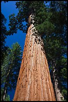 Looking up from base of Giant Sequoia tree, Mariposa Grove. Yosemite National Park, California, USA. (color)