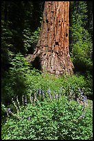 Lupine at the base of Giant Sequoia tree, Mariposa Grove. Yosemite National Park, California, USA. (color)