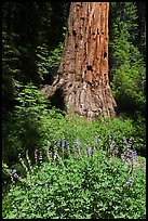 Lupine at the base of Giant Sequoia tree, Mariposa Grove. Yosemite National Park, California, USA.