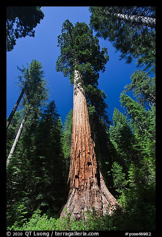 Giant Sequoia trees in summer, Mariposa Grove. Yosemite National Park, California, USA.