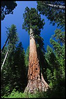 Giant Sequoia trees in summer, Mariposa Grove. Yosemite National Park, California, USA. (color)
