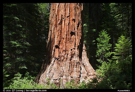 Base of Giant Sequoia tree (Sequoiadendron giganteum) Mariposa Grove. Yosemite National Park, California, USA.