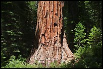 Base of Giant Sequoia tree (Sequoiadendron giganteum) Mariposa Grove. Yosemite National Park, California, USA.