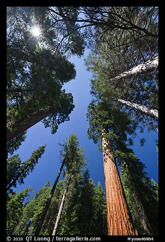 Looking up Giant Sequoia forest. Yosemite National Park, California, USA.