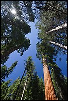 Looking up Giant Sequoia forest. Yosemite National Park, California, USA. (color)