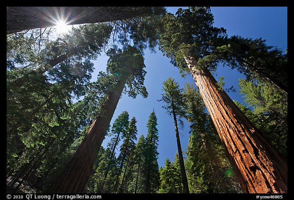 Sun and forest of Giant Sequoia trees. Yosemite National Park, California, USA.